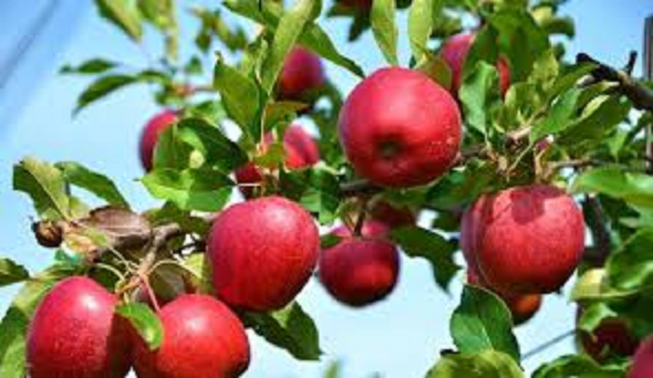 जम्मू एवं कश्मीर में सेब की खरीद के लिए मार्केट इंटरवेंशन स्कीम के विस्तार को मिली मंजूरी, जानें