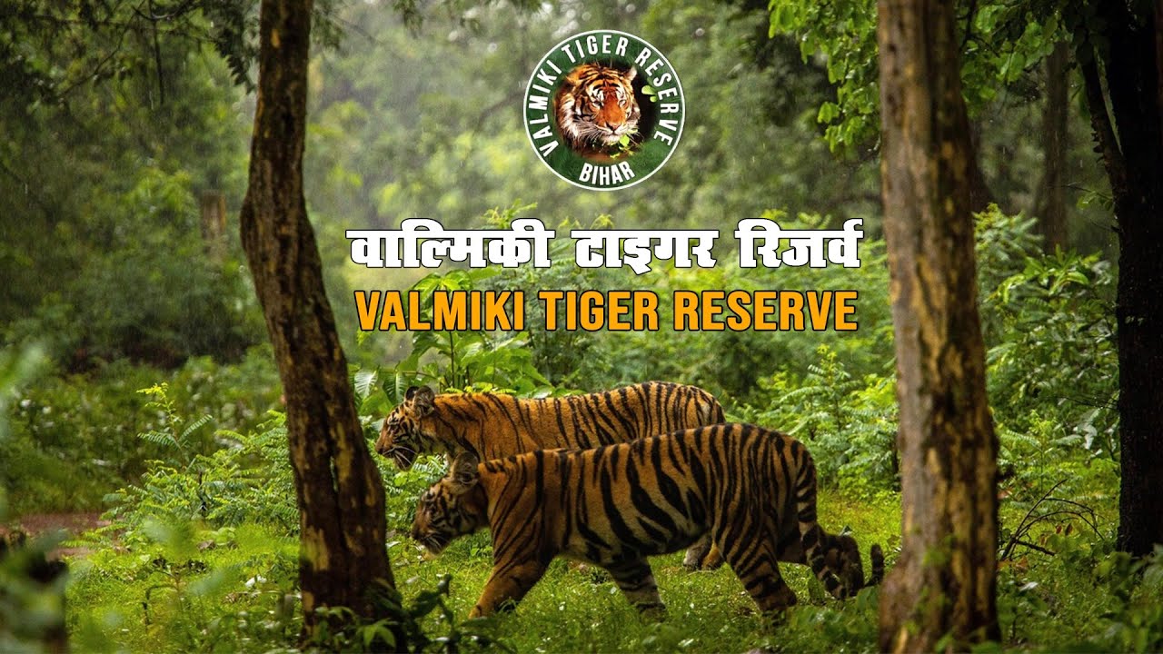 बिहार: वाल्मिकी टाइगर रिजर्व में बढ़ सकती है बाघों की संख्या, लगेंगे 500 कैमरे